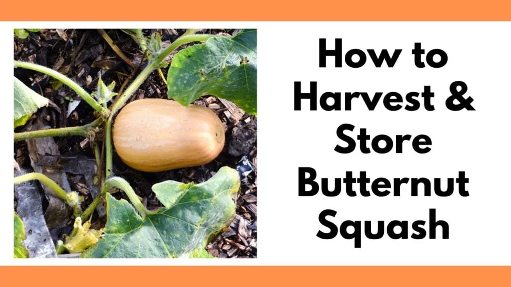 Harvesting Butternut Squash: A Guide to Knowing When Its Ready