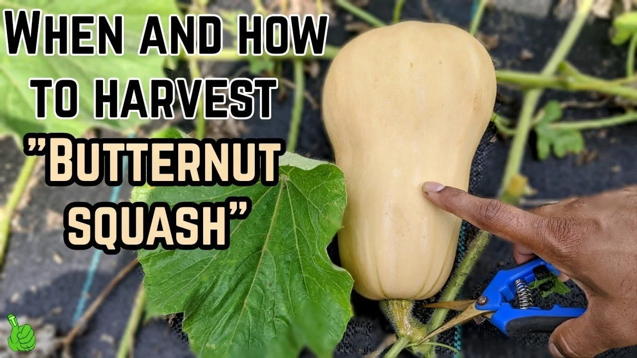 Harvesting Butternut Squash: A Guide to Knowing When Its Ready