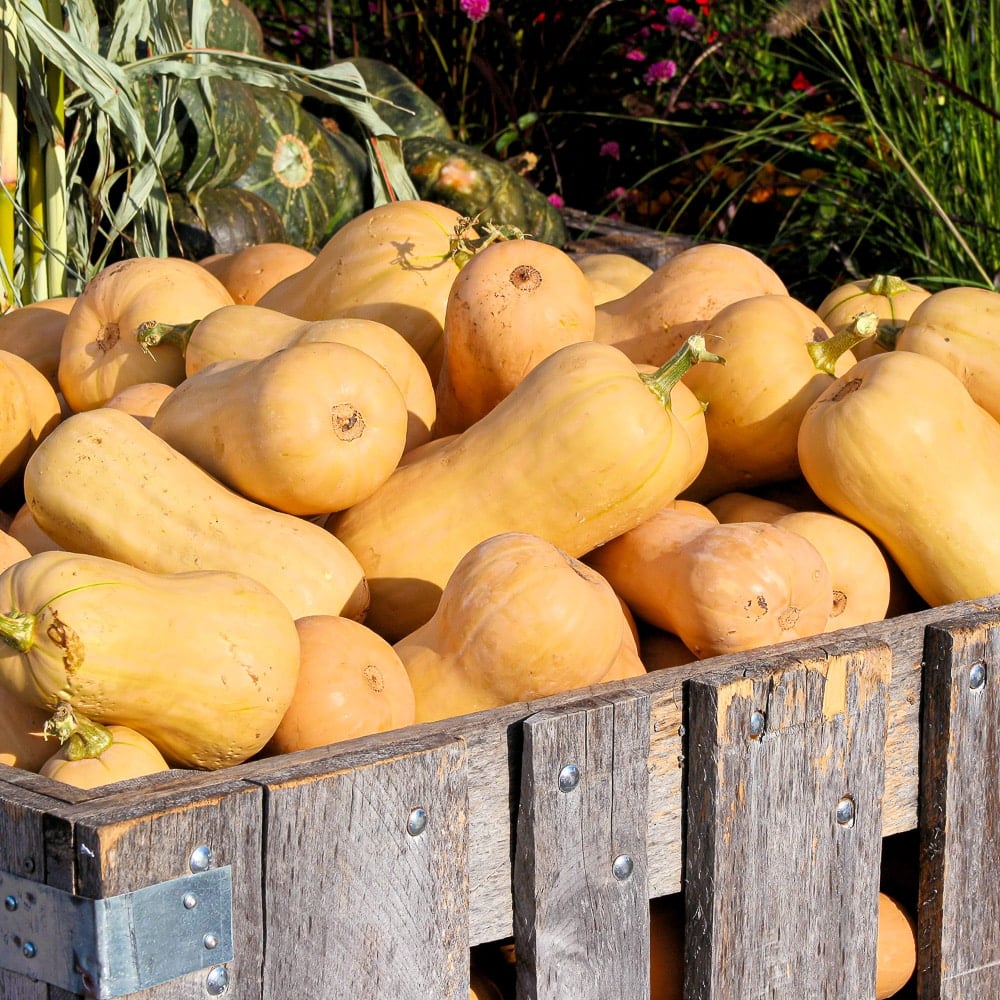 Harvesting Butternut Squash: A Guide to Knowing When Its Ready