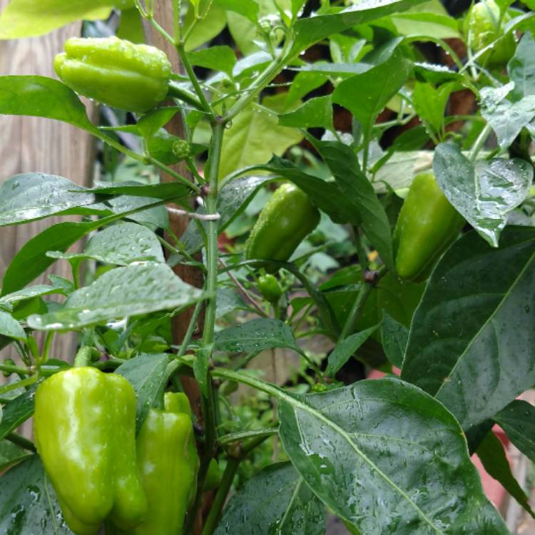How big can Cajun bell peppers get