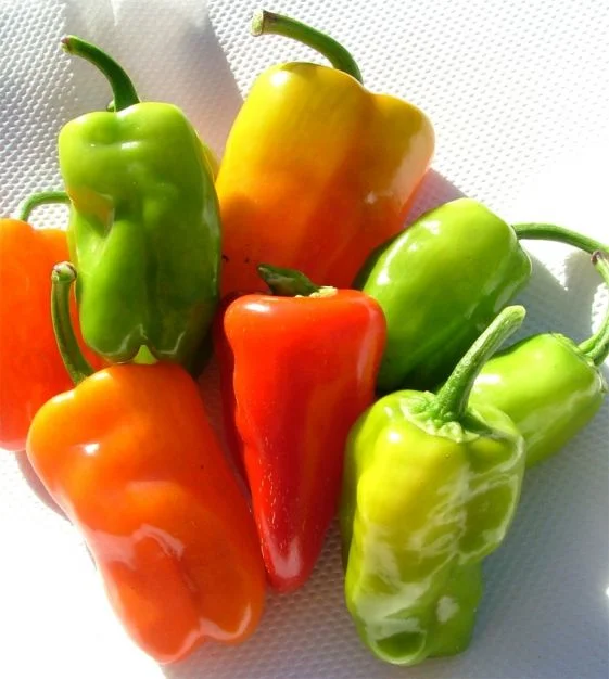 How big can Cajun bell peppers get