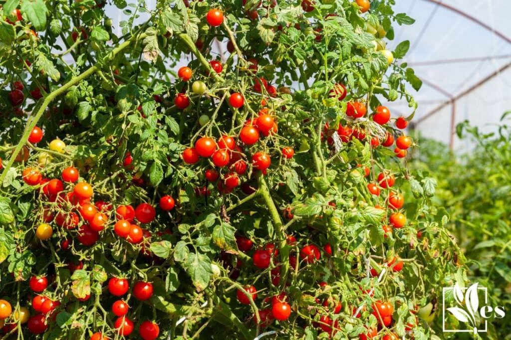 How Big Do Husky Cherry Red Tomatoes Get How Big Do Husky Cherry Red Tomatoes Get