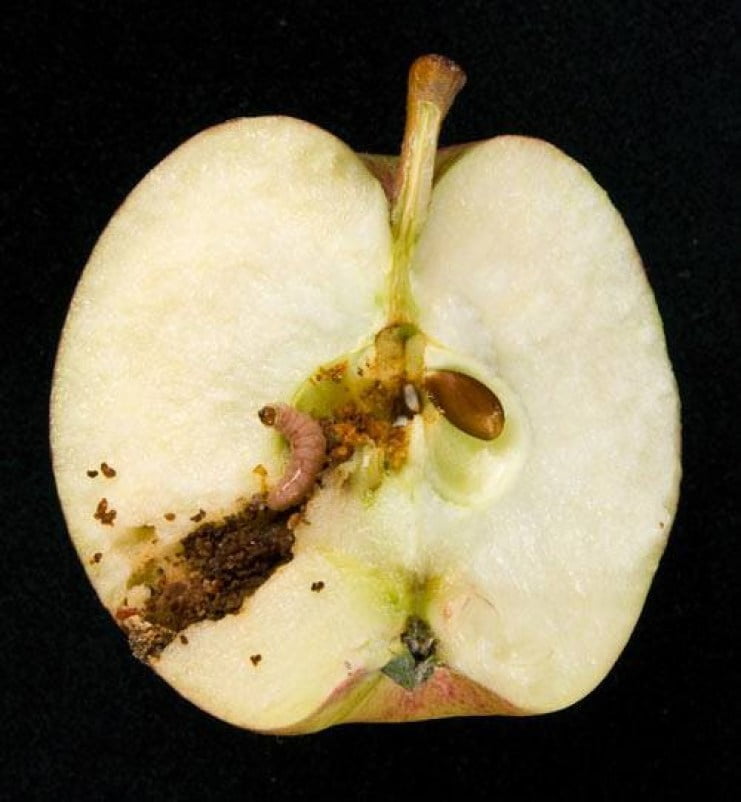 How Do Worms Get In Apples