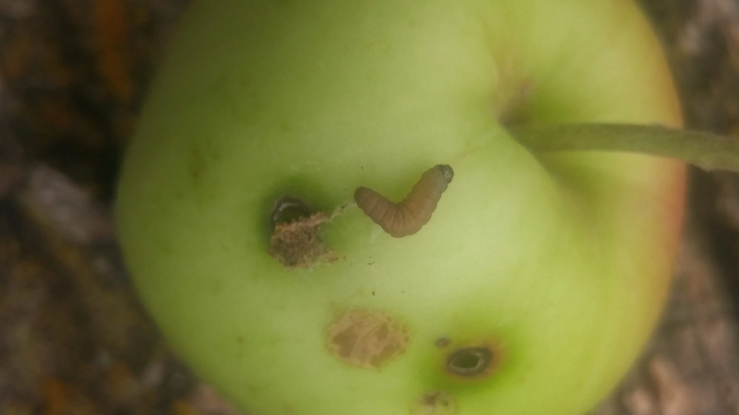 How Do Worms Get In Apples