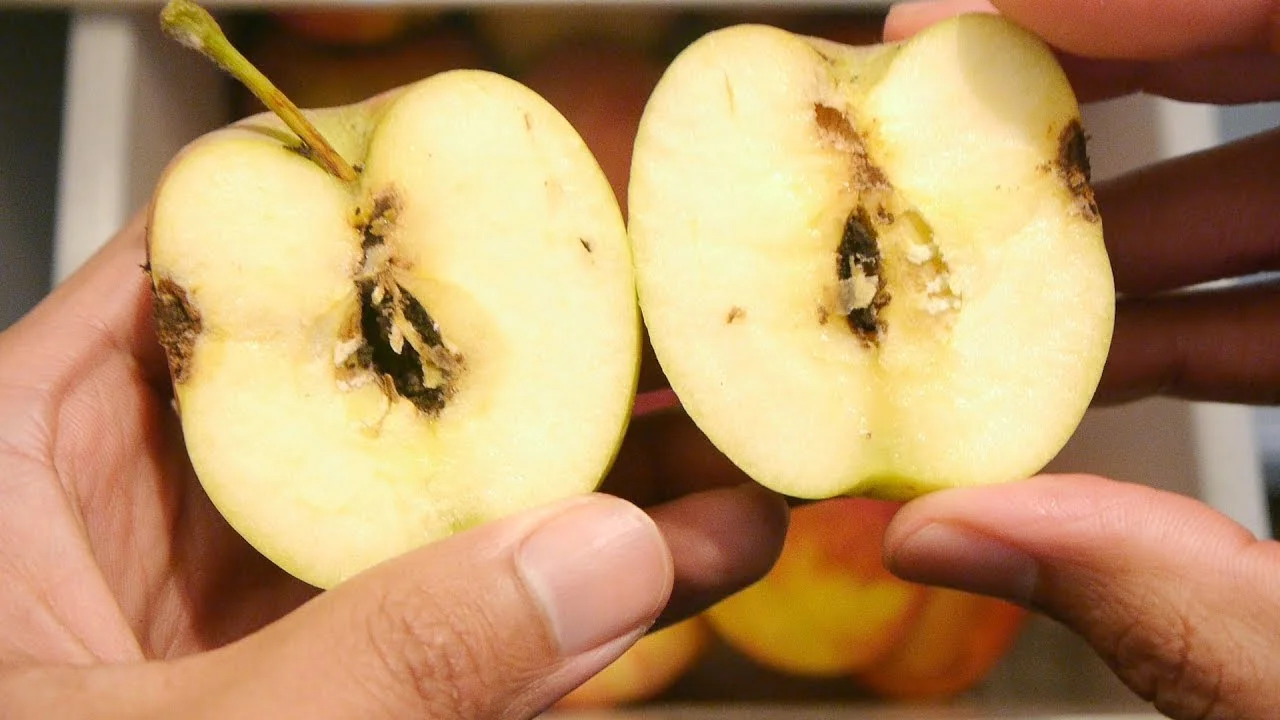 How Do Worms Get In Apples