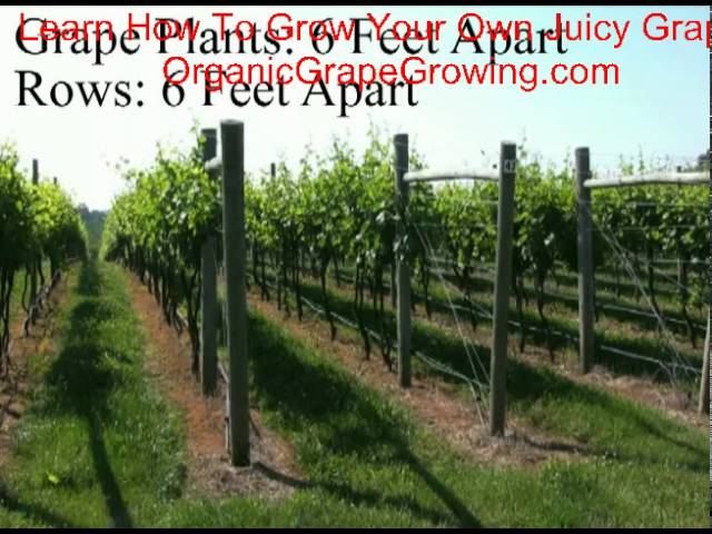 How Far Apart To Plant Grapes