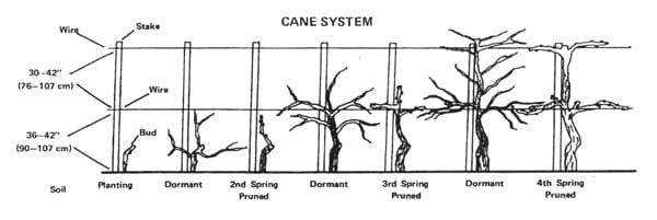 How Far Apart To Plant Grapes