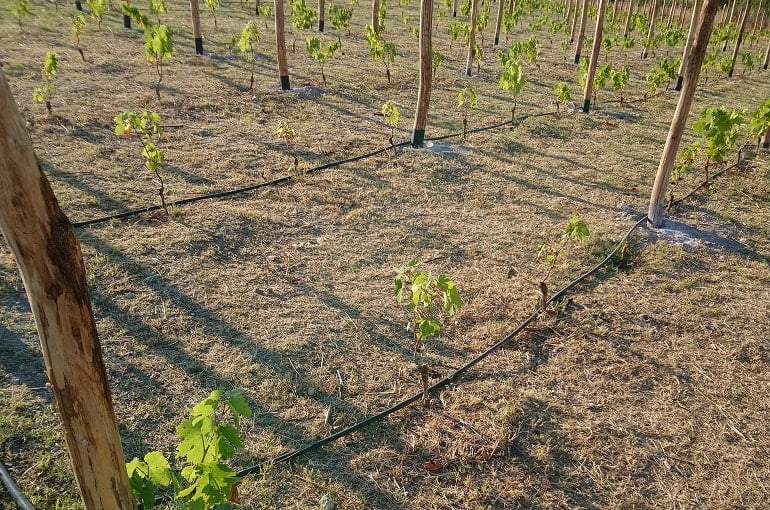 How Far Apart To Plant Grapes