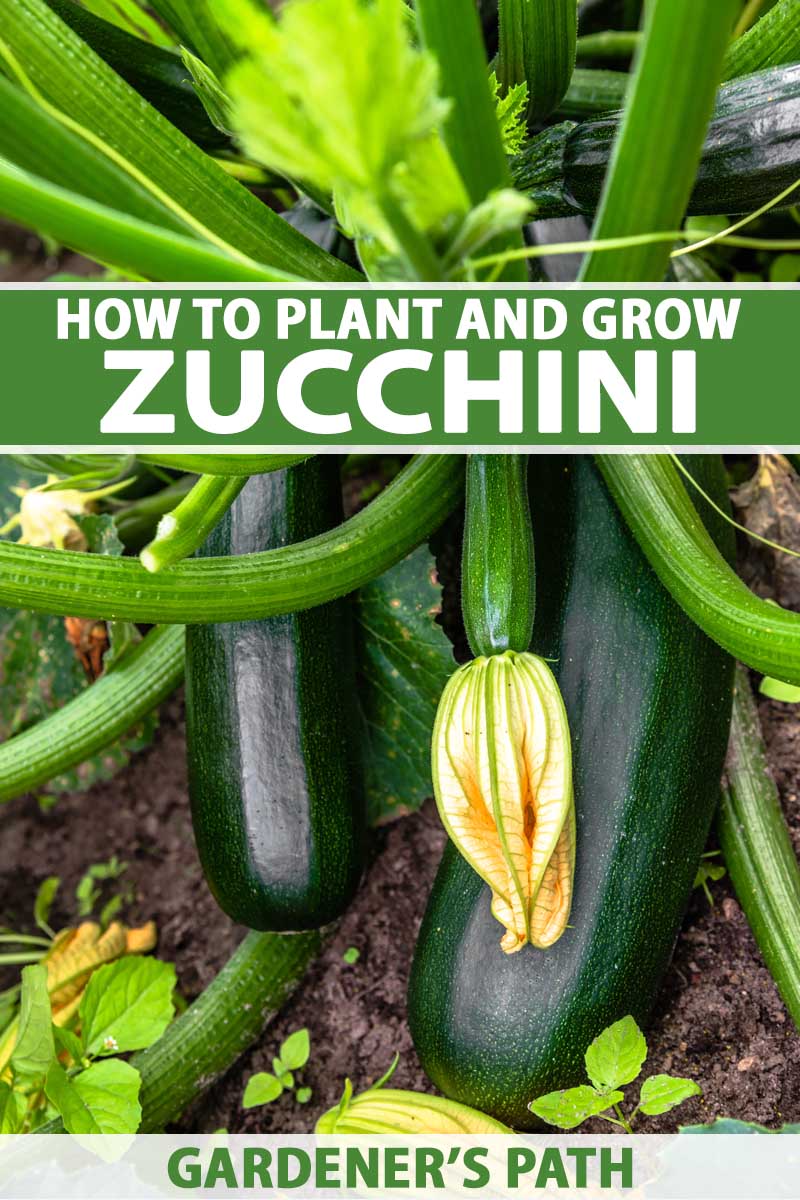 How Far Apart to Plant Zucchini