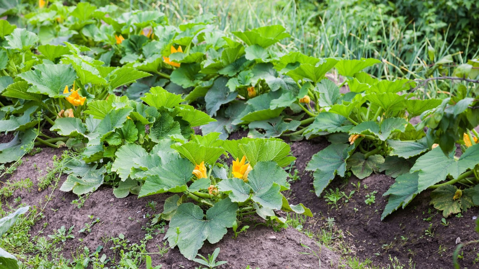 How Far Apart to Plant Zucchini
