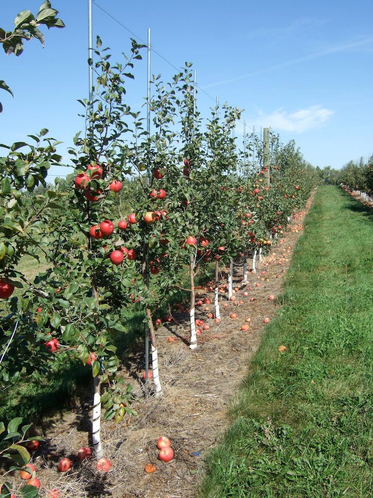 How Long Does It Take For An Apple Tree To Produce Apples