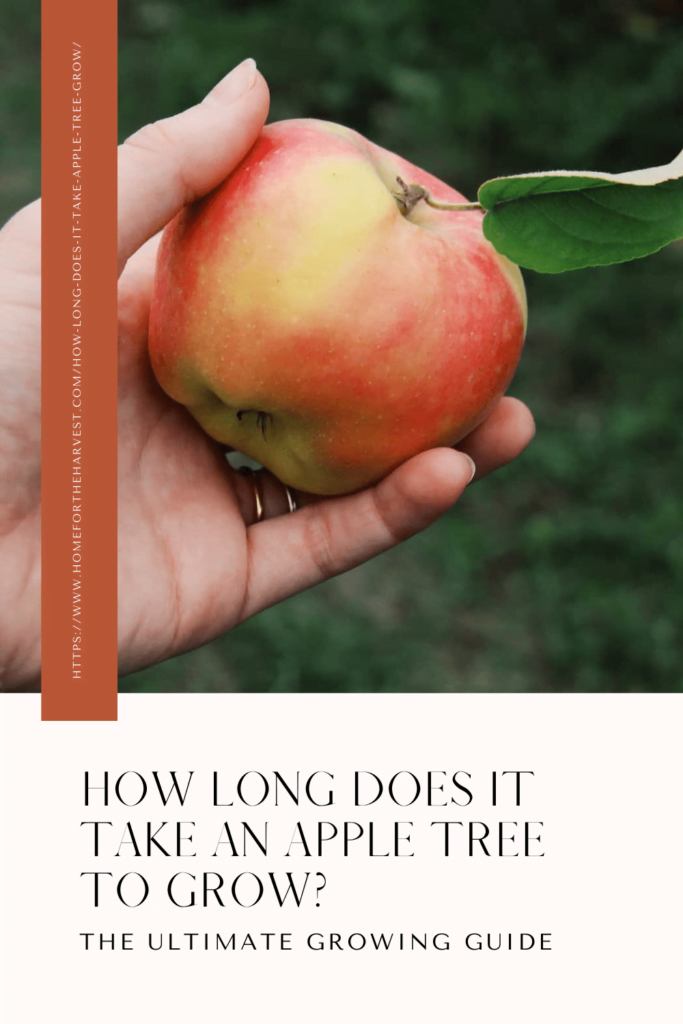 How Long Does It Take For An Apple Tree To Produce Apples