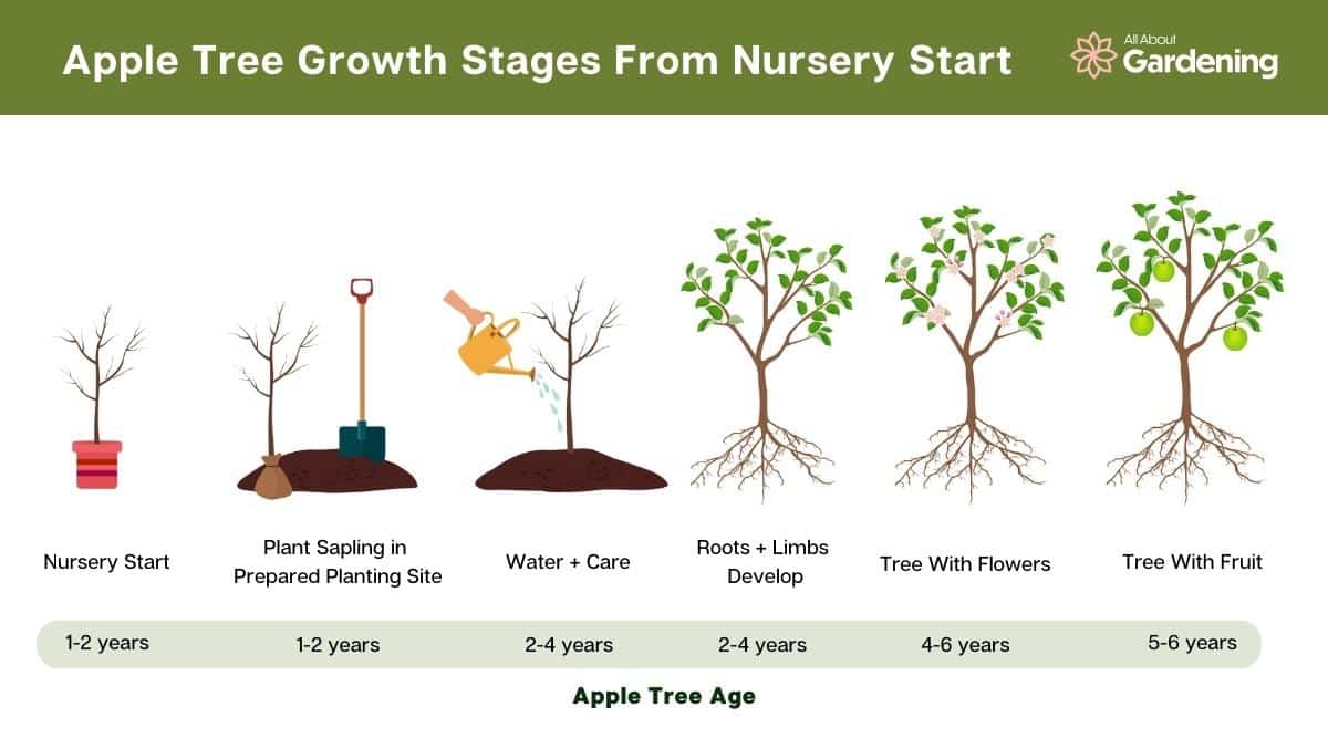 How Long Does It Take For An Apple Tree To Produce Apples