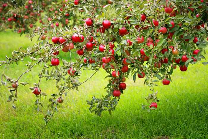 How Long Does It Take For An Apple Tree To Produce Apples