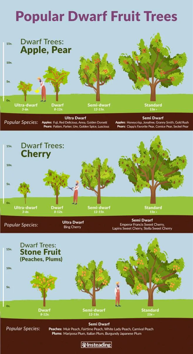 How Long Does It Take For Cherries To Grow