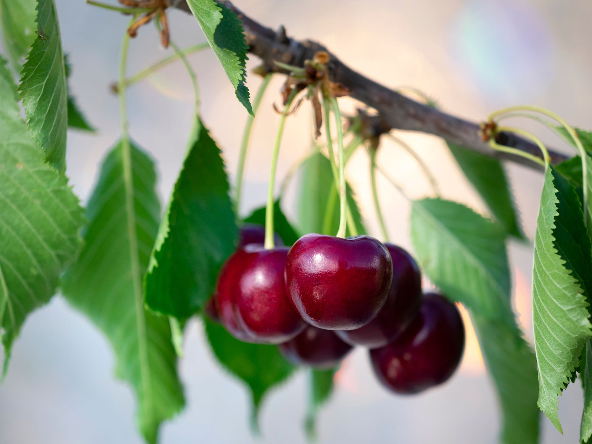 How Long Does It Take For Cherries To Grow How Long Does It Take For Cherries To Grow