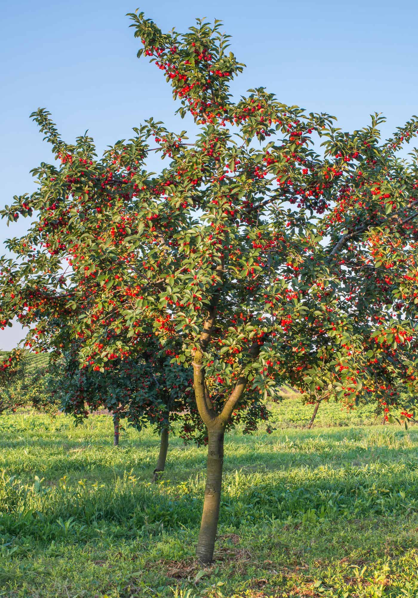 How Long Does It Take For Cherries To Grow GreenThumbsGuide how-long-does-it-take-for-cherries-to-grow-greenthumbsguide