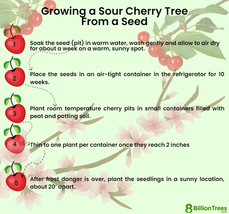How Long Does It Take For Cherries To Grow