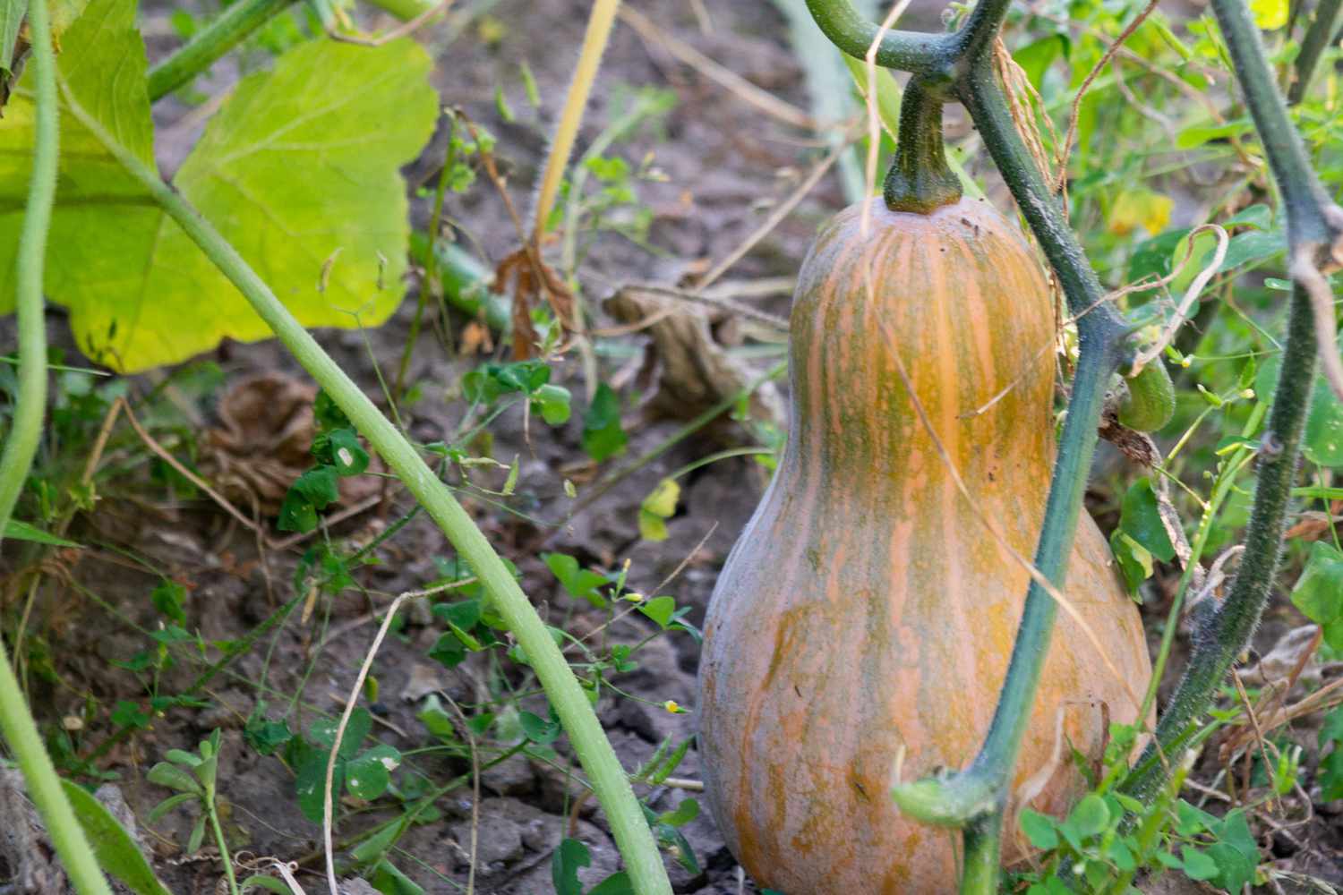 How long does it take to grow butternut squash How long does it take to grow butternut squash