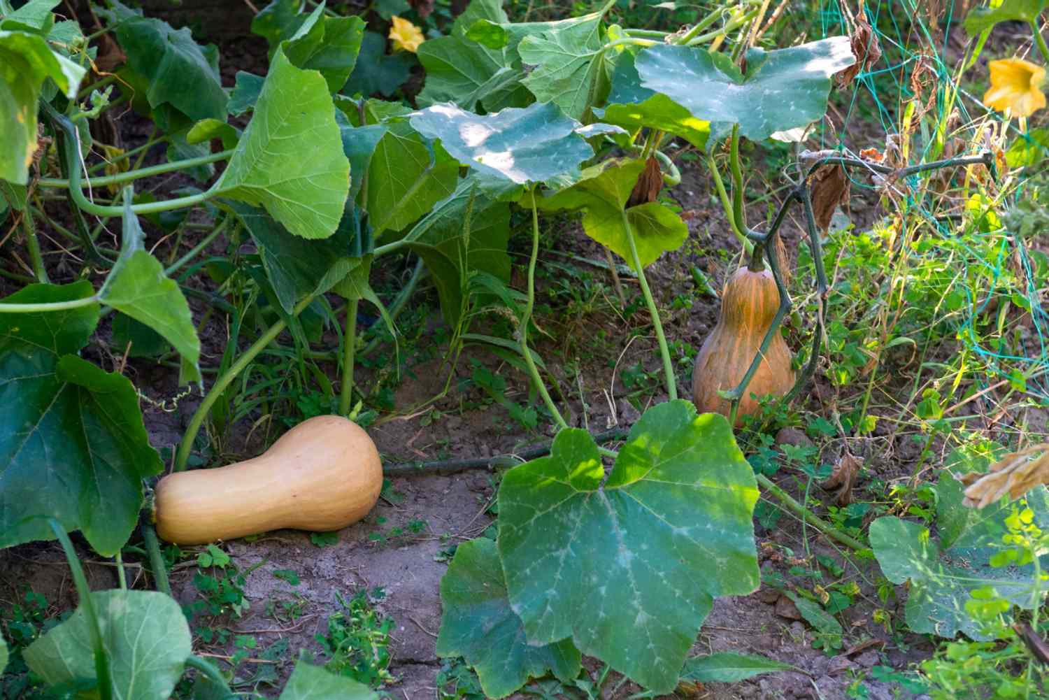 How long does it take to grow butternut squash How long does it take to grow butternut squash