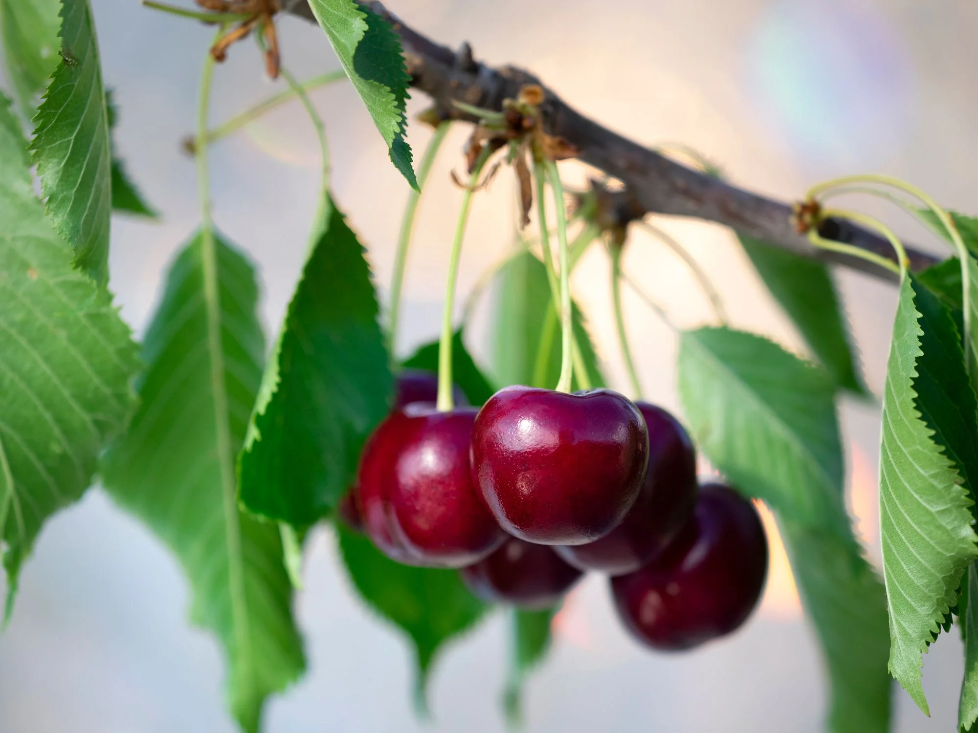 How Long Does It Take To Grow Cherries