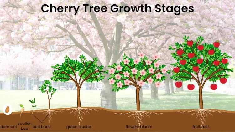 How Long Does It Take To Grow Cherries
