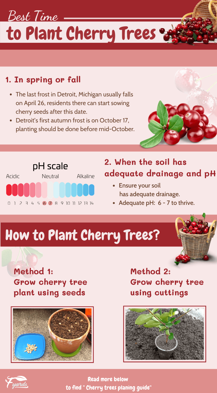 How Long Does It Take To Grow Cherries