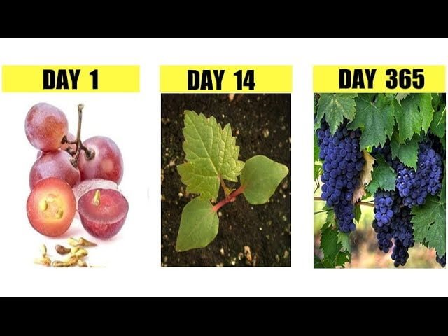 How Long Does It Take To Grow Grapes From Seed How Long Does It Take To Grow Grapes From Seed