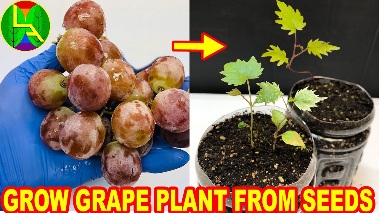 How Long Does It Take To Grow Grapes From Seed How Long Does It Take To Grow Grapes From Seed
