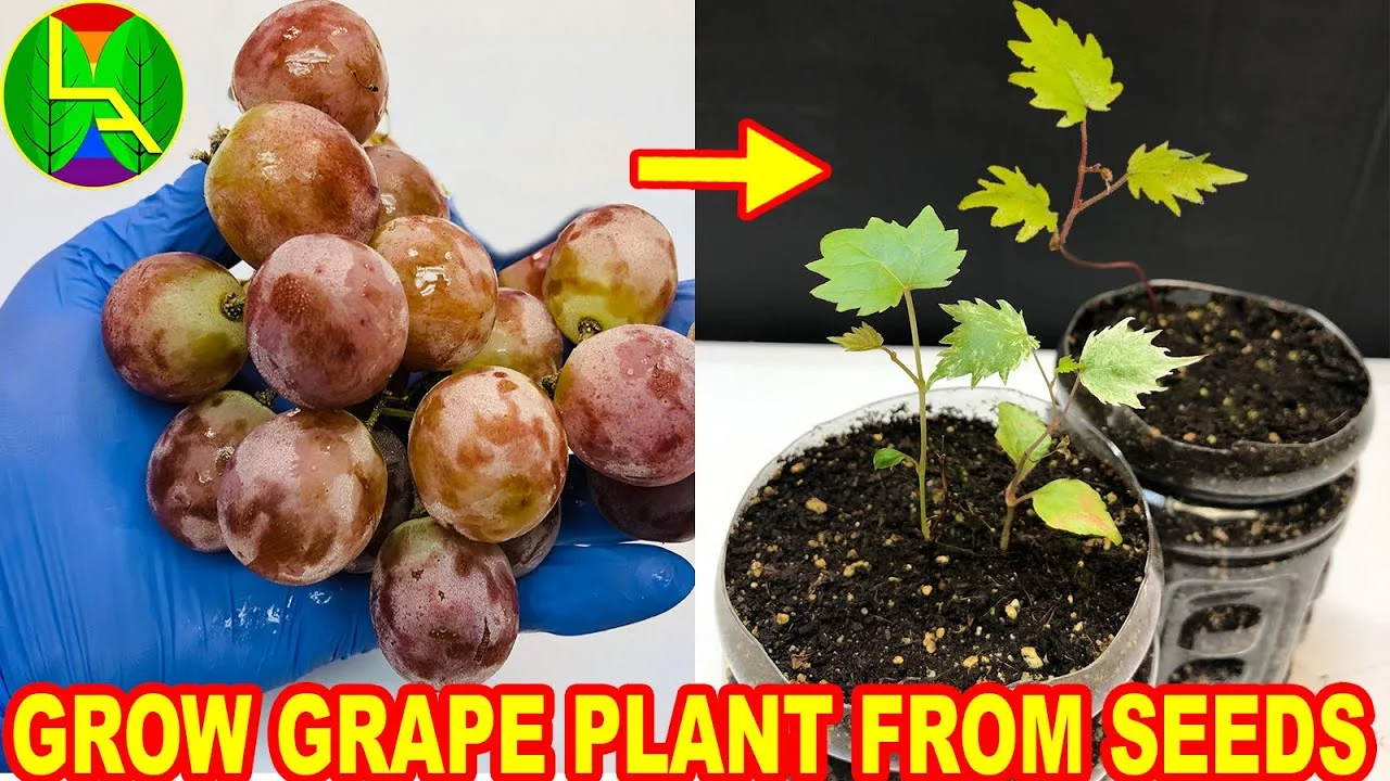 How Long Does It Take To Grow Grapes From Seed