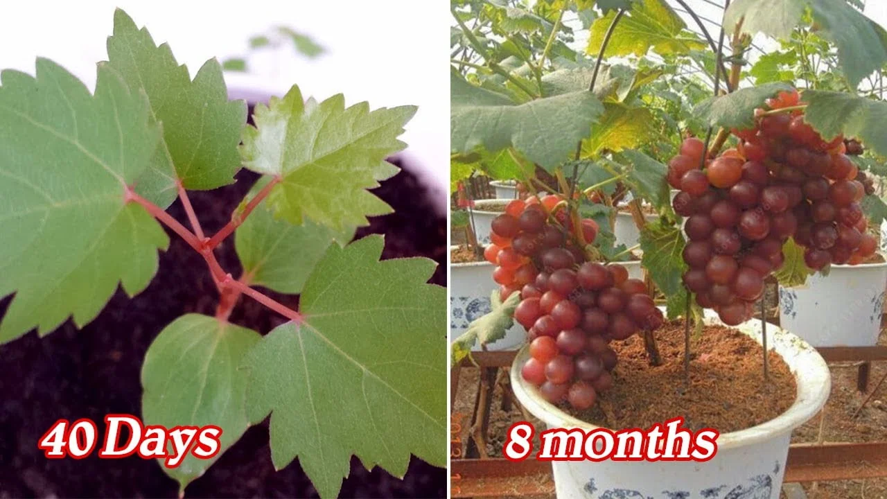 How Long Does It Take To Grow Grapes From Seed
