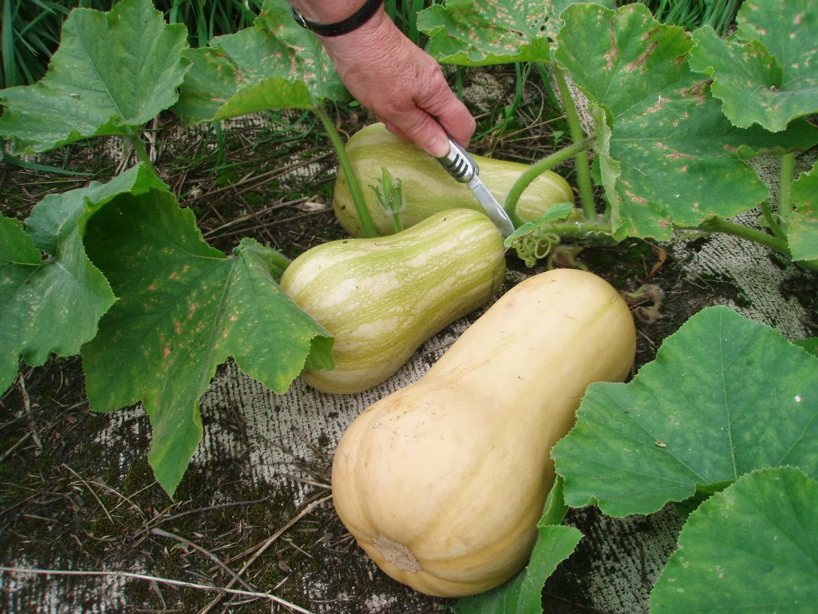 How long does it take to harvest butternut squash?