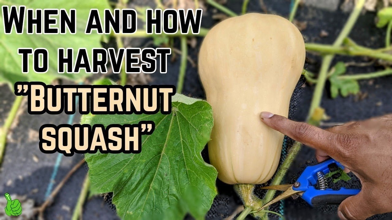 How long does it take to harvest butternut squash? How long does it take to harvest butternut squash?
