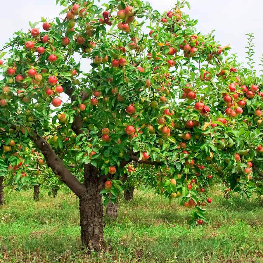 How Many Apples Grow On A Tree