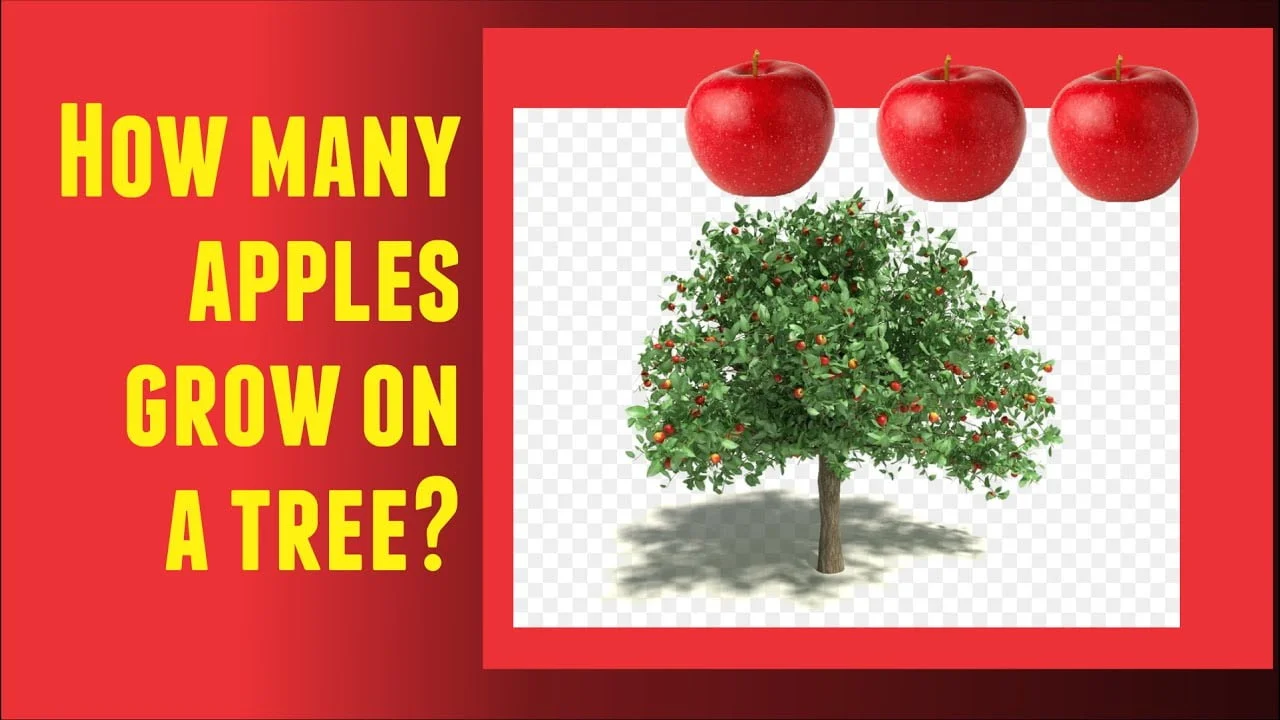 How Many Apples Grow On A Tree