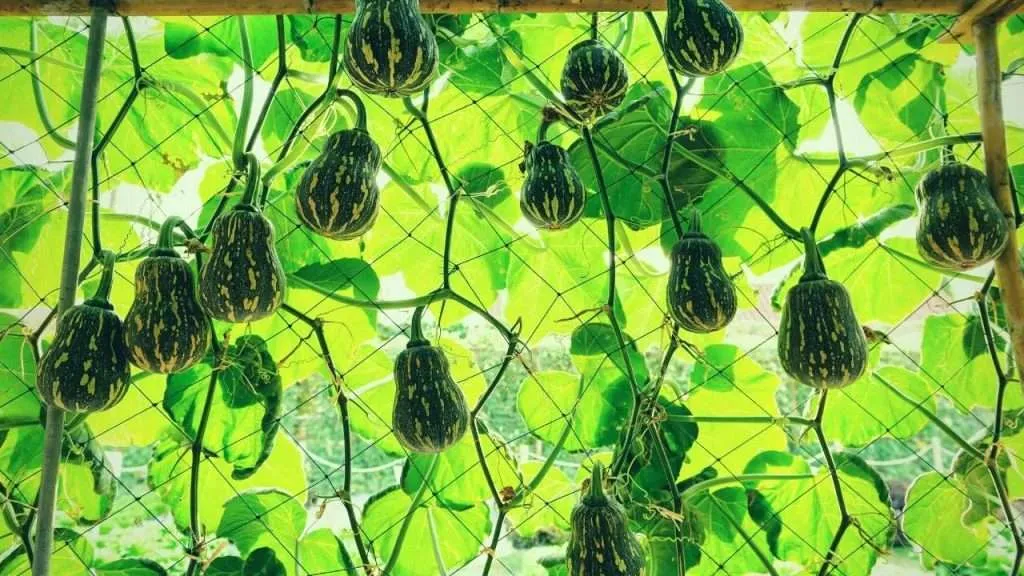 How many butternut squash can I expect from each plant? How many butternut squash can I expect from each plant?