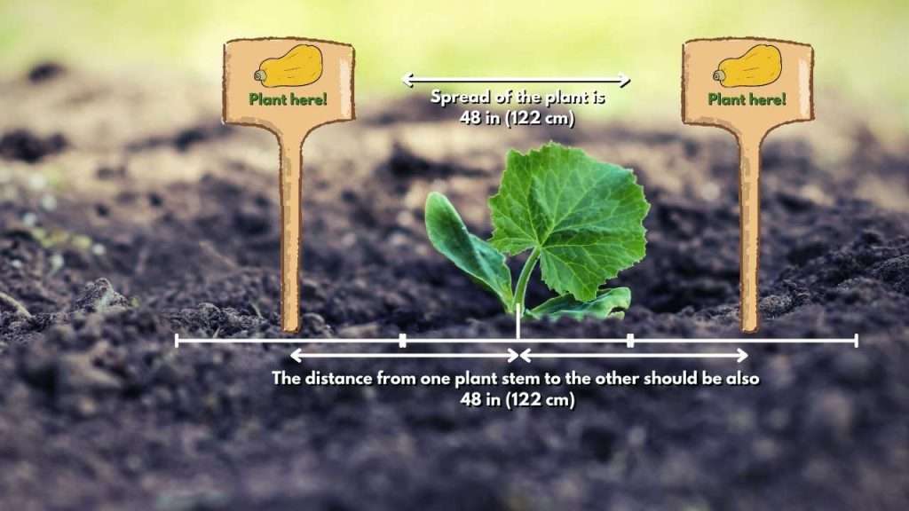 How many butternut squash can I expect from each plant? How many butternut squash can I expect from each plant?