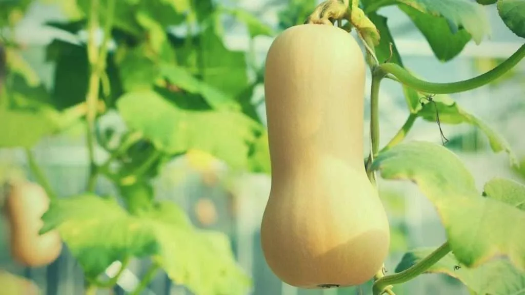 How many butternut squash can I expect from each plant? How many butternut squash can I expect from each plant?