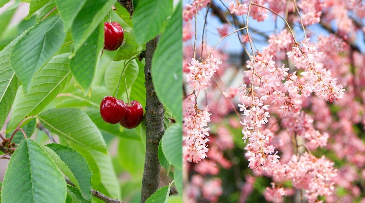 How Many Cherries Does An Average Cherry Tree Hold? How Many Cherries Does An Average Cherry Tree Hold?
