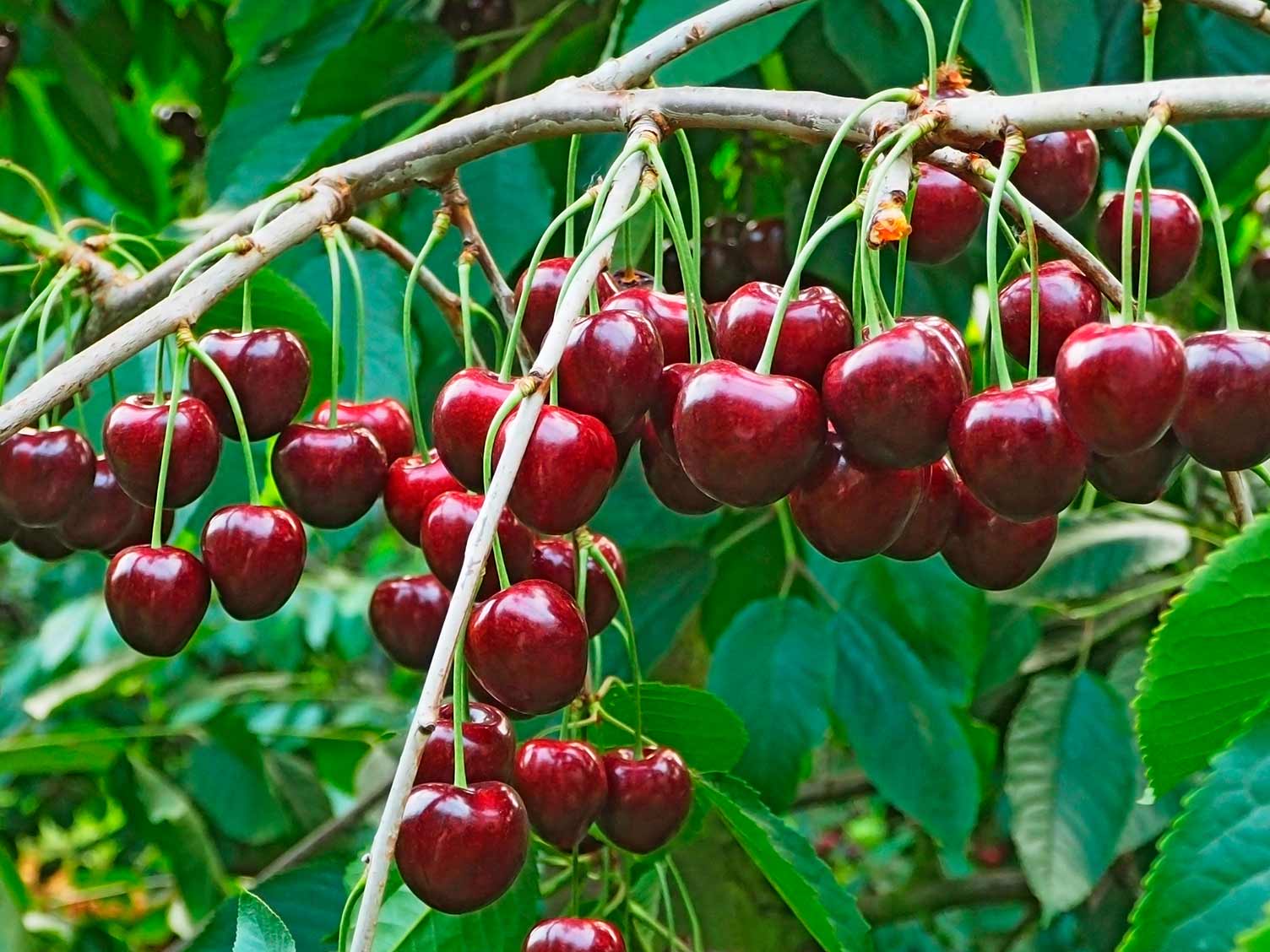 How Many Cherries Does An Average Cherry Tree Hold? How Many Cherries Does An Average Cherry Tree Hold?