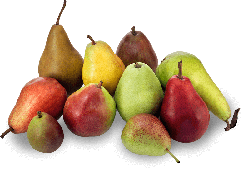 How Many Types Of Pears Are There How Many Types Of Pears Are There