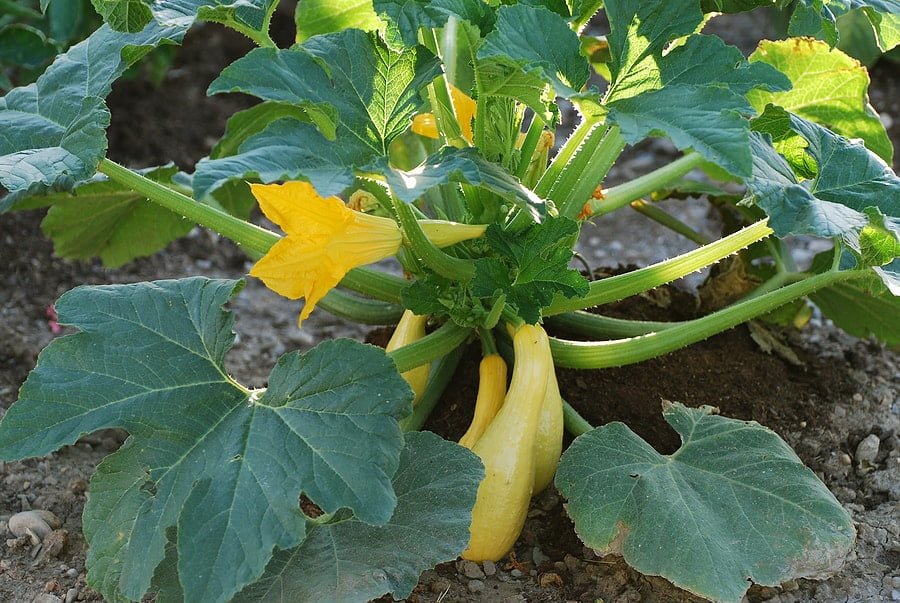 How Many Yellow Squash Per Plant