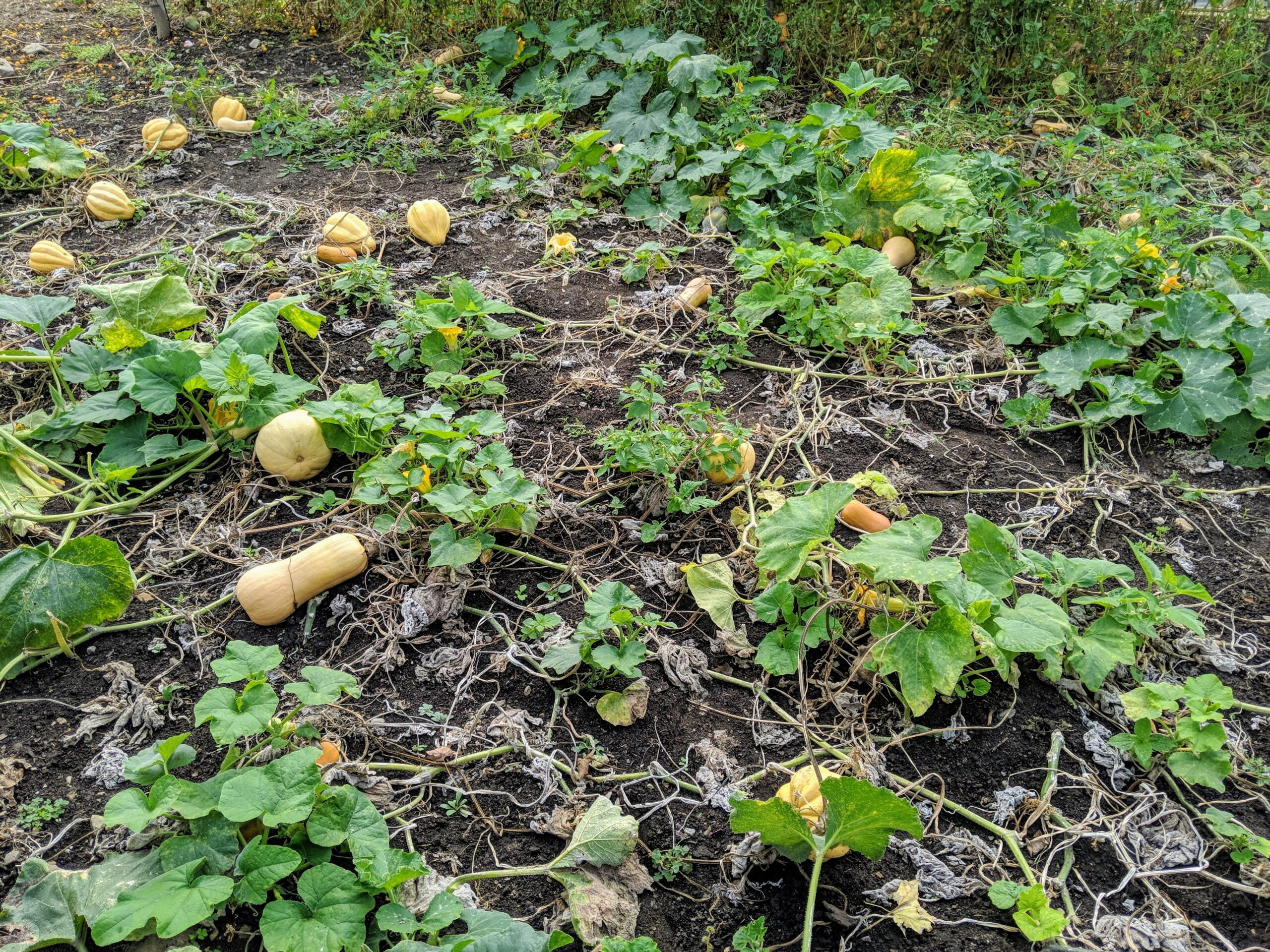 How Many Yellow Squash Per Plant
