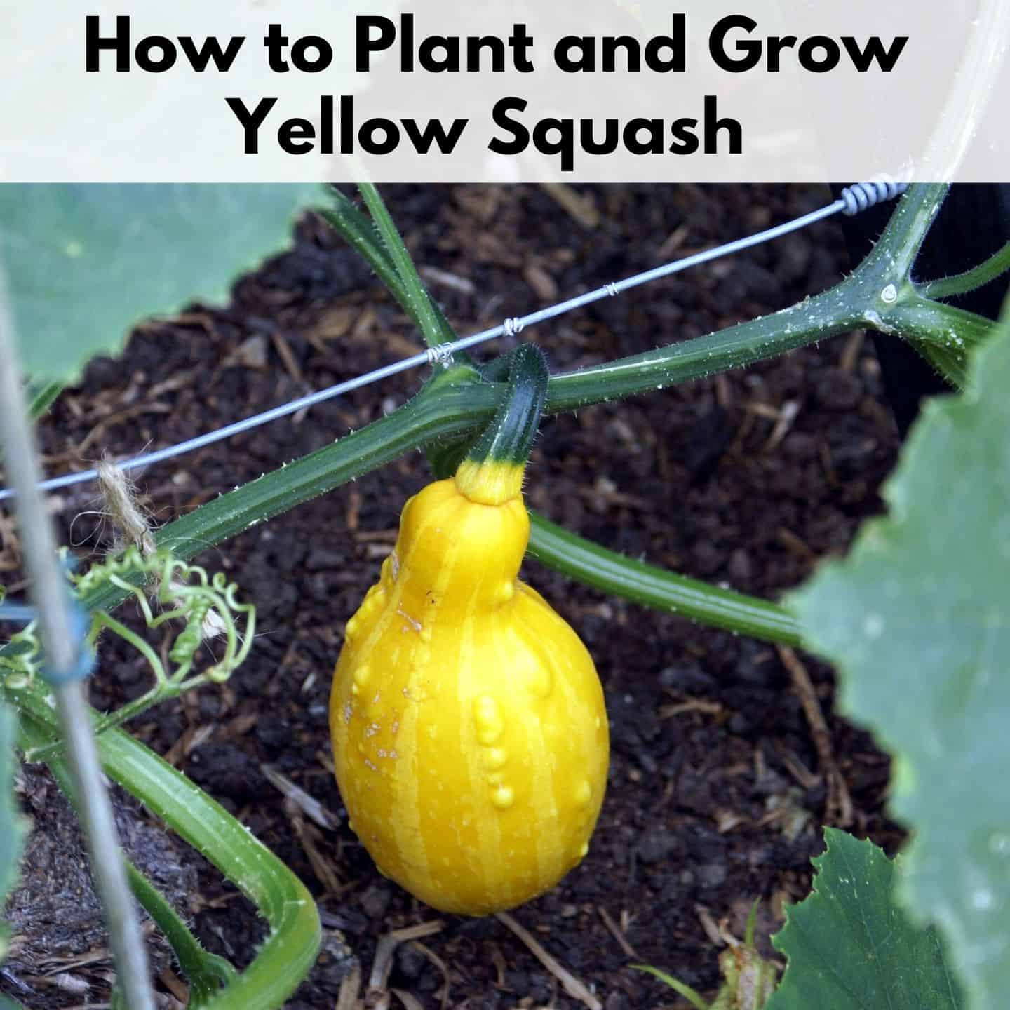 How Many Yellow Squash Per Plant