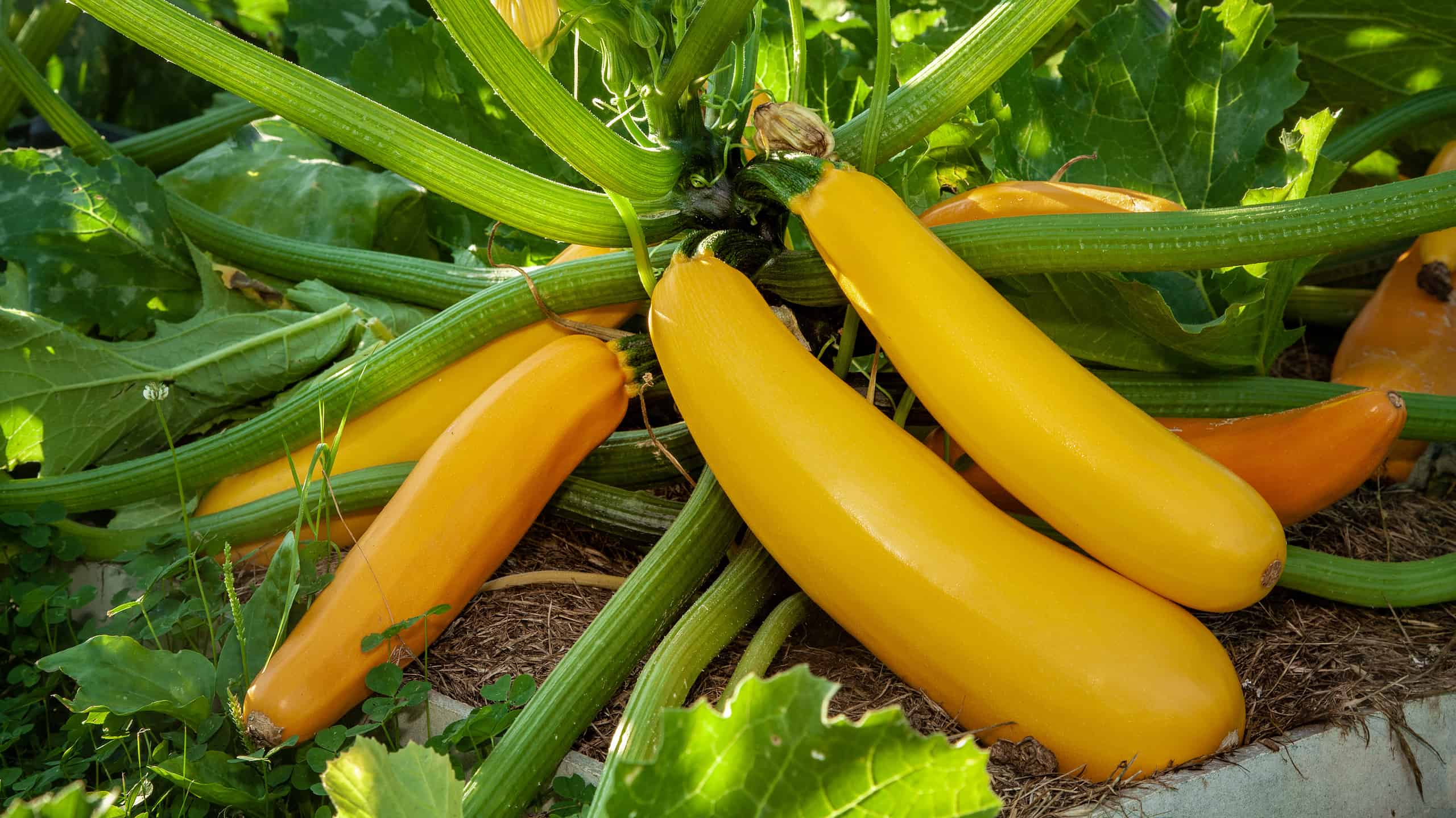 How Many Yellow Squash Per Plant