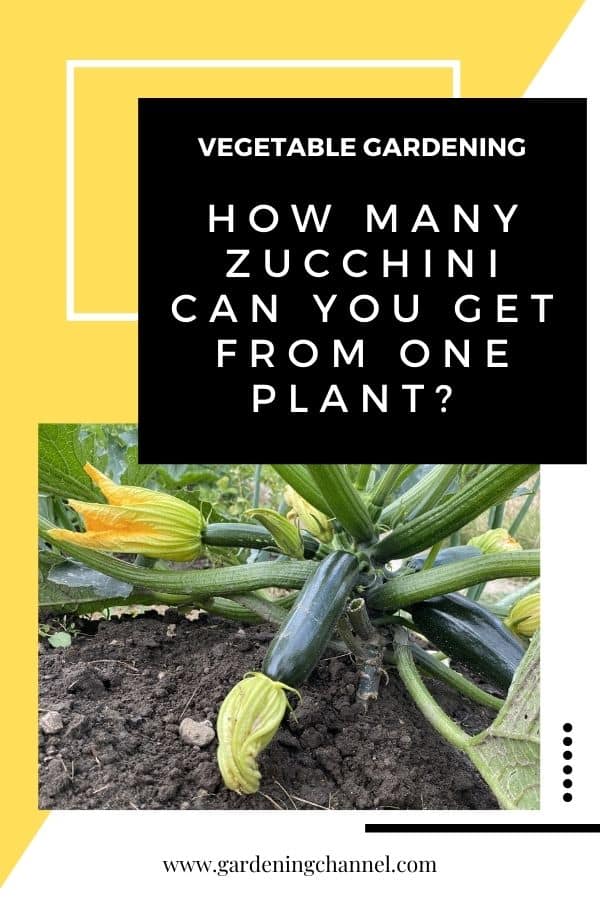 How Many Zucchini Can One Plant Produce?