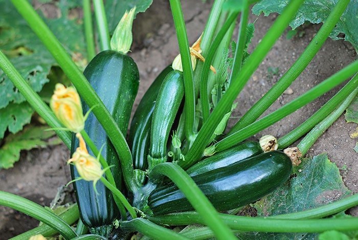How Many Zucchini Can One Plant Produce?