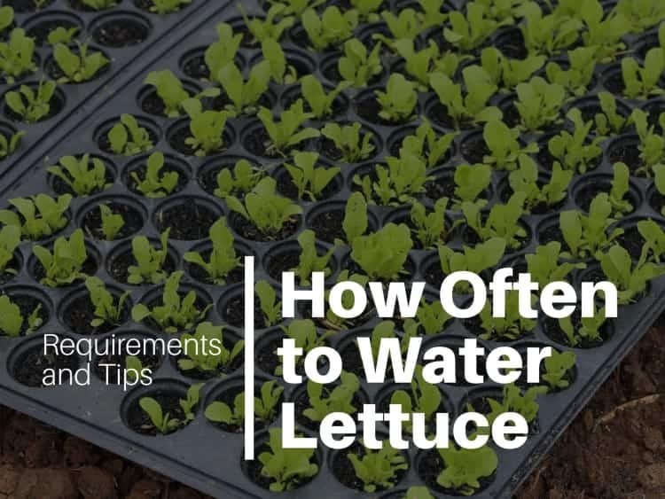 How often should I water lettuce?
