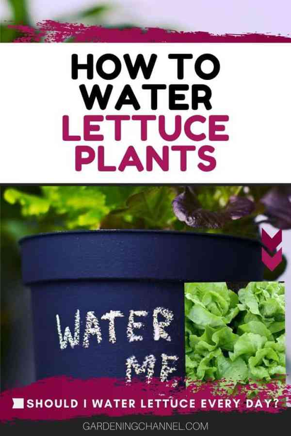 How often should I water lettuce?