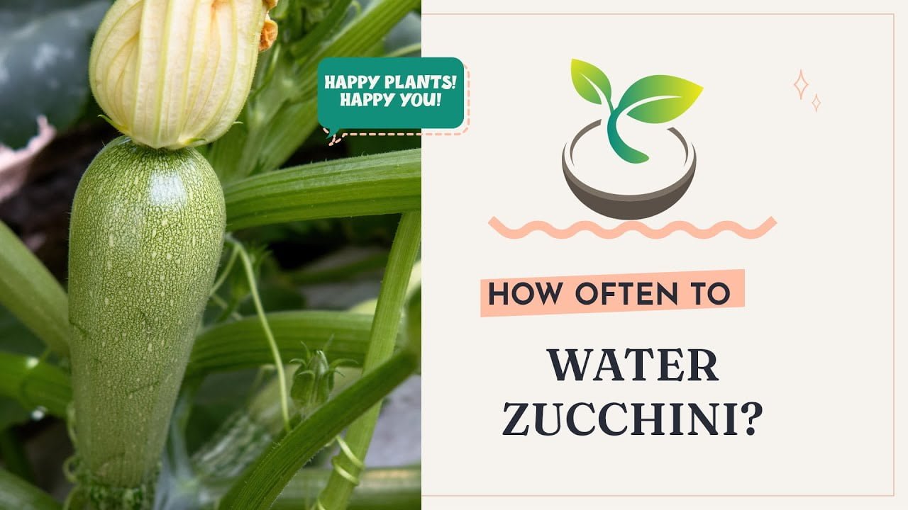 How often should you water zucchini plants? How often should you water zucchini plants?